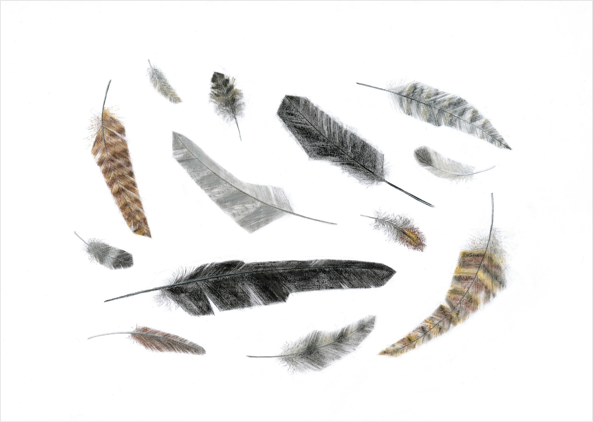 GTA web feathers1 HI